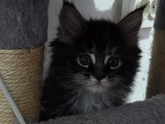 Pui de Maine coon rasa pura