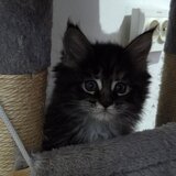 Pui de Maine coon rasa pura